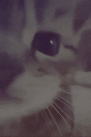 Cat Kiss GIF