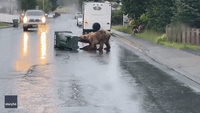 Bear Breaks Into 'Bear-Proof' Trash Can and Makes Off With Bag of Garbage