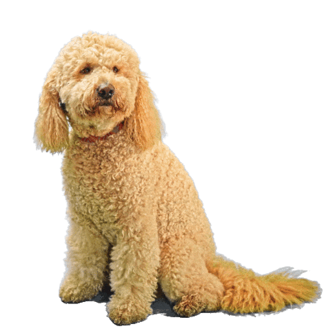 Pets Best Sticker