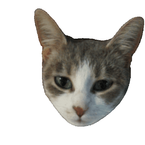 Cat Sticker
