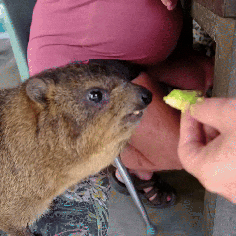 Disgusted Rock Hyrax GIF