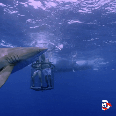 Jackass GIF by Shark Week