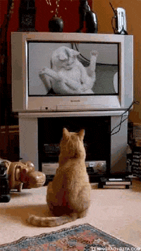Animal Porn Animated Gifs - Cat Porn GIFs - Find & Share on GIPHY