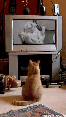 Cat Watches Cat Of Tv Gifs Get The Best Gif On Giphy