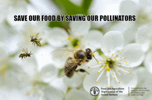 Bees GIF