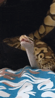 Snake Yawn GIF