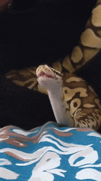 Snake-sticker GIFs - Get the best GIF on GIPHY