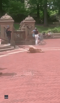 Lazy Dog Refuses to Continue Central Park Stroll