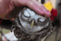 Owl Head Gifs Get The Best Gif On Giphy