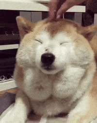 Happy-dog GIFs - Get the best GIF on GIPHY Happy-dog GIFs - Get the best GIF on GIPHY