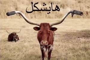 Mem GIF