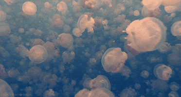 nature beautiful ocean jellyfish