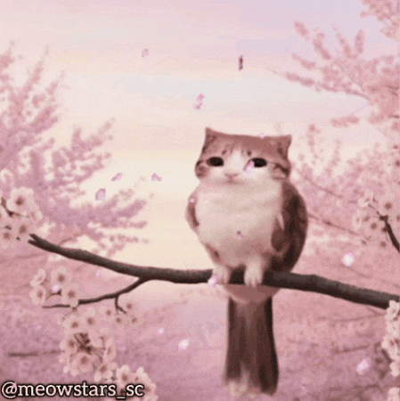 Cat Owl GIF