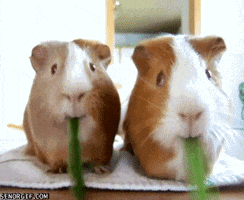 guinea pig eating GIF