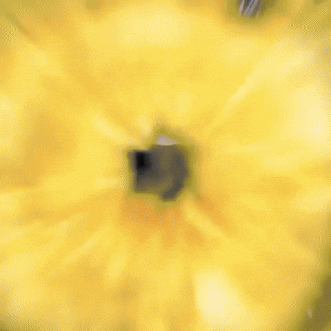 Jankeyframes GIF