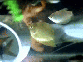 Watching Neil Codling GIF