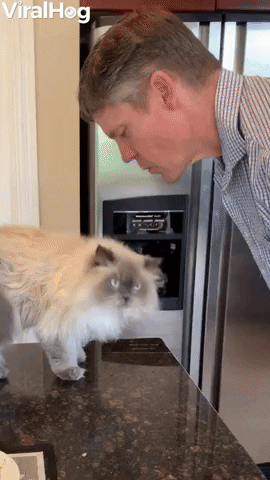 Cat Grabs Dad For Kiss GIF by ViralHog