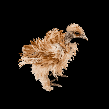 thegarciadiaries chicken chicks bed head frizzle GIF