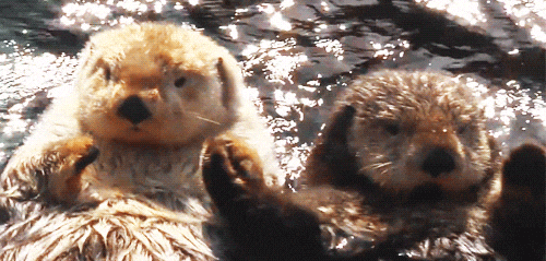 I Love Otter GIF - Find & Share on GIPHY