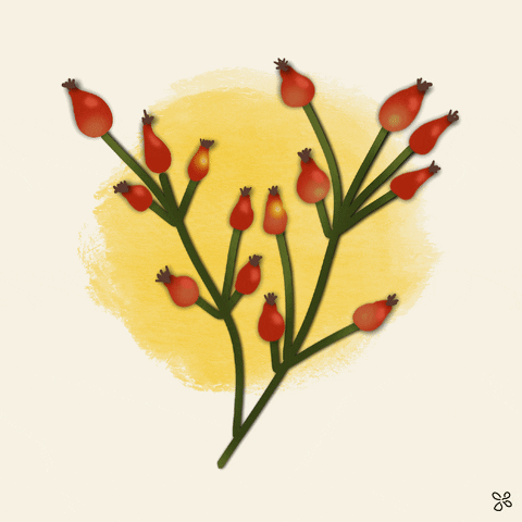 Grow Rose Hip GIF by yvoscholz