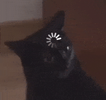 Cat Kitty GIF