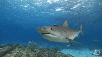 Discovery Channel Swimming GIF