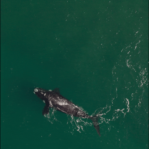 Whale GIF by Casa Zampa