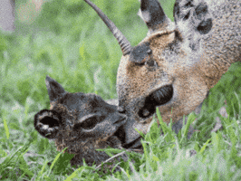 GIF by Oakland Zoo