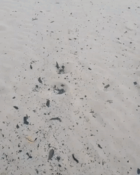 Ash From Bushfires Litters New South Wales Beach