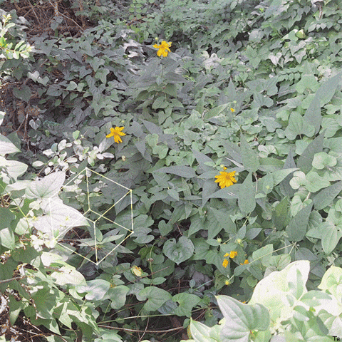 Time Flowers GIF by Trevor Anderson