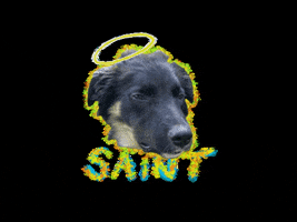 Cute Dog Saint GIF by Boss K9