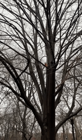 Pizza Squirrel GIF by Storyful