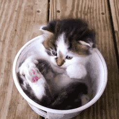 home video cat GIF