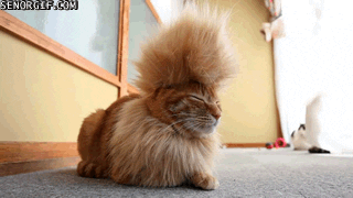 cat haircut GIF