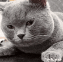 flashmao cat angry stare funny cat GIF
