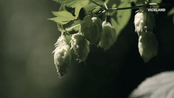 200.gif?cid=fc005b0817edf39860bde5f772f13a1cb519afae9b48ccc8&rid=200.gif&ct=g