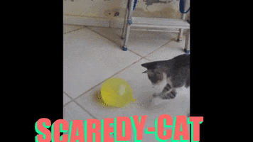 Cat GIF
