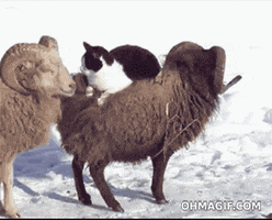 cat carrying GIF