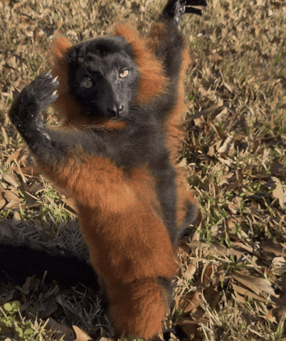 Lemur Relaxing GIF