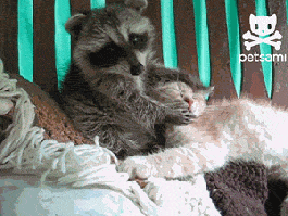 racoon animal friendship GIF