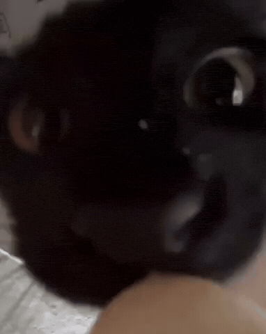 Black Cat Drinking GIF