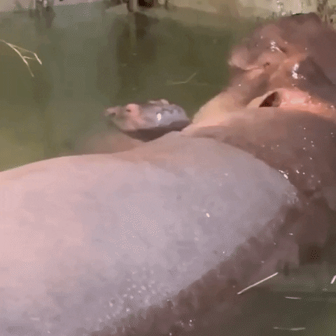 Baby Hippo GIF by Storyful