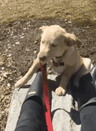 Barley GIF