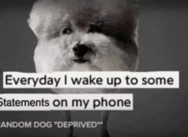 He Made A Statement GIF