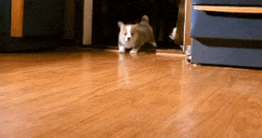 Dog Running GIF - Find & Share on GIPHY