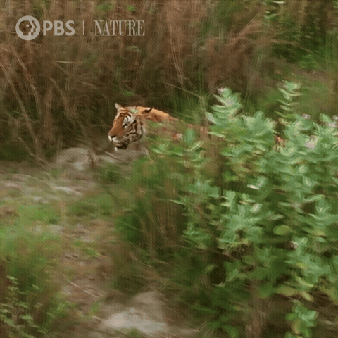 Walk Explore GIF by Nature on PBS