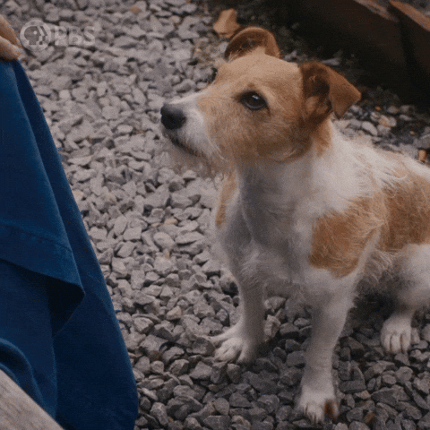 Puppy Crosses Their Paws in The Cutest Way - Señor GIF - Pronounced GIF or  JIF?
