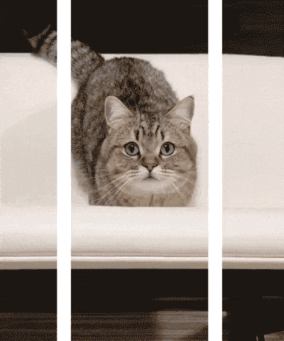 Video gif. A cat is staring at us behind bars and they easily shove their head through to get closer to us. They slide back down and sit once more.