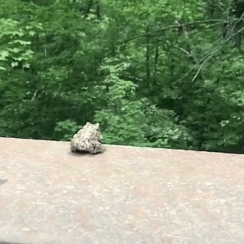 Frog Jump GIF