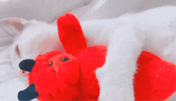 Kitten GIF